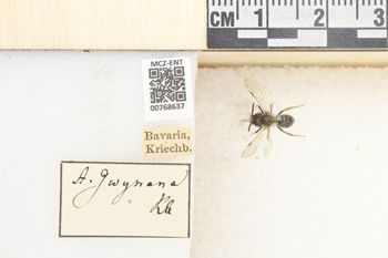 Media type: image;   Entomology 768637 Aspect: Labels